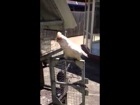 Απίστευτος παπαγάλος ζητάει… μακαρόνια με κιμά (video)