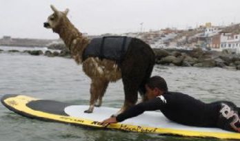 It is amazing… alpaca surfing!!!