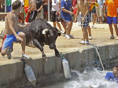 Bull knows swimming!!!