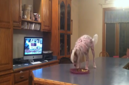 Φοβερό video.. Πανέξυπνη σκυλίτσα “κλέβει” φαγητό ακόμη και από τα πιο ψηλά σημεία !