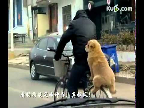 Που θα ξαναβρείτε τέτοιο σκύλο που να κάθεται σε ποδήλατο… λες και κάθεται άνθρωπος!