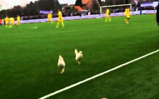 Fans in Belgium released two live chickens onto a pitch