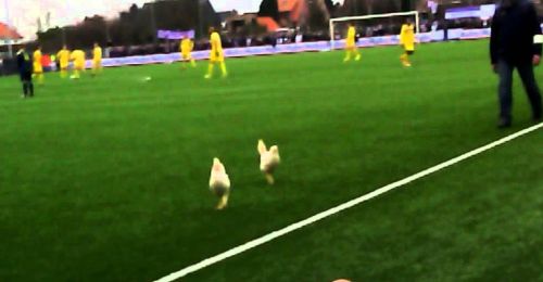 Χαμός με κότες στο γήπεδο σε αγώνα στο Βέλγιο!