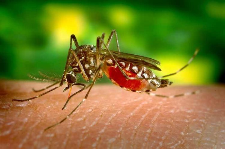 Στην Κίνα υπάρχει “πρόβλεψη για τα κουνούπια” μέσω εφαρμογής!