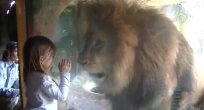 This lion would like to eat the little girl…and he could if it hadn’t been a bulletproof glass in front of him!!