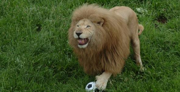 The Lion that plays Football