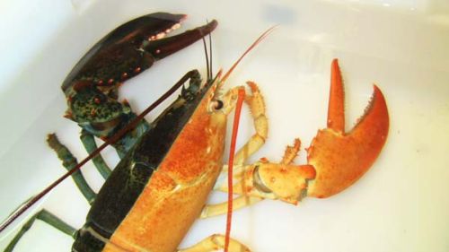 Rare bicolor … lobster!