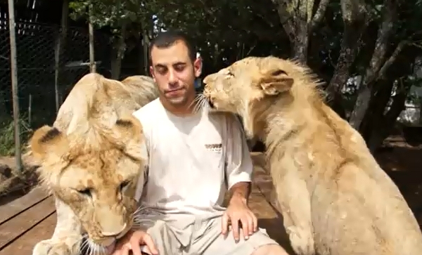 Ποιός είπε ότι τα λιοντάρια δεν κάνουν νάζια στους ανθρώπους;