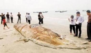 Θαλάσσιο πλάσμα ξεβράστηκε στην Κίνα