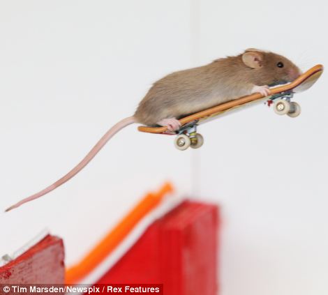 Το ποντίκι που κάνει skate (vid)