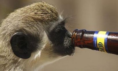 Το ρίχνουν κι οι μαϊμούδες στις μπύρες… Γιατί όχι;