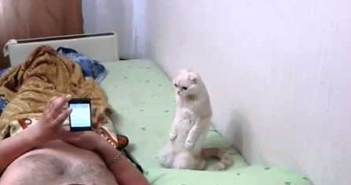 Η πατριώτισσα γάτα: Στέκεται σούζα στον εθνικό ύμνο [vid]