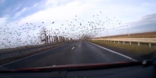 Χιλιάδες πουλιά στο δρόμο του!