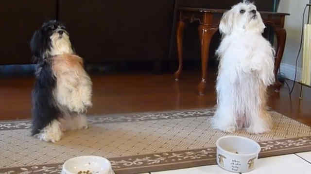 Τα απίθανα σκυλιά που… προσεύχονται πριν το φαγητό! [video]