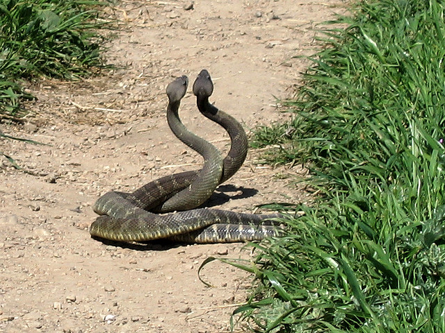 Πως μπορείς να διώξεις ένα φίδι από τον δρόμο?