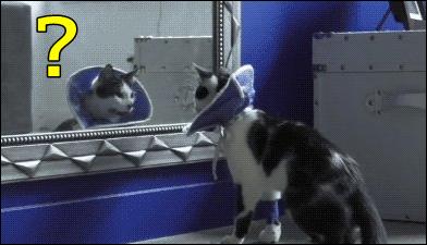 A cute cat scares herself! Hilarious…