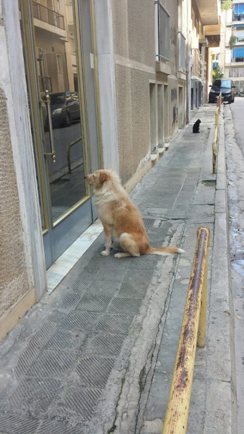 Σκύλος στο Κουκάκι περιμένει μέρες στην πόρτα το αφεντικό του – Η ιστορία και η κινητοποίηση στο FB