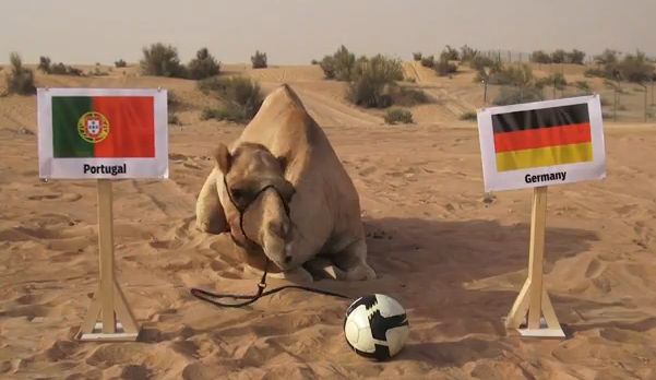 Shaheen the camel predicts the winner of Germany vs Portugal game! [video]