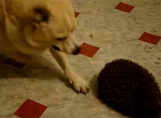 Τι γίνεται όταν ένας σκύλος συναντάει έναν σκαντζόχοιρο;