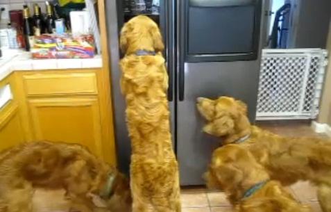 Σκύλοι βγάζουν μόνοι τους παγάκια από το ψυγείο!