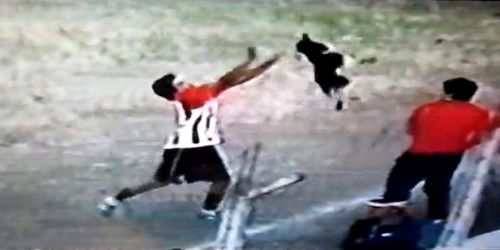 Footballer worse than animal! Hits a dog!