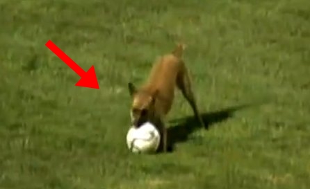 Σκύλος σταματάει ποδοσφαιρική φάση! Δες το βίντεο!
