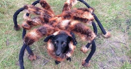 Σκύλος – αράχνη σκορπά τον τρόμο [vid]