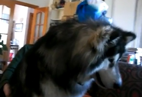 Σκύλος βλέπει βίντεο με τον εαυτό του και… τα χάνει!