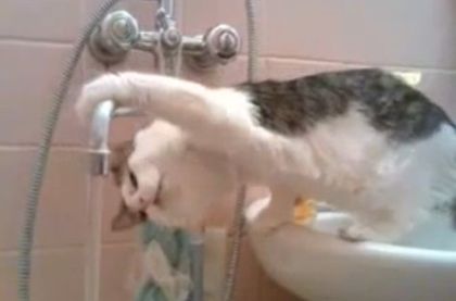 Έχετε δει γάτα να πίνει νερό απ’ευθείας από τη βρύση?