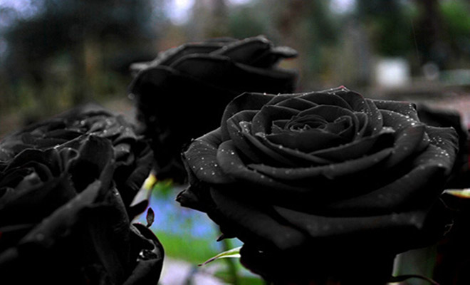 Δείτε το μοναδικό χωριό που φυτρώνουν τα σπάνιας ομορφιάς μαύρα τριαντάφυλλα! (video)