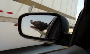 Σκύλος κάθεται στο παράθυρο αυτοκινήτου και προσπαθεί να δαγκώσει τα αμάξια!