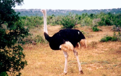 Have you seen an ostrich doing ski!!