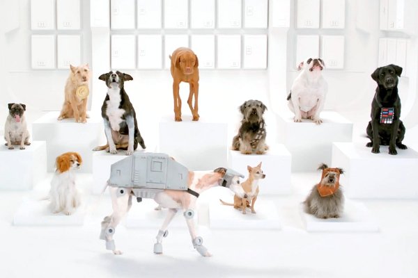 Αυτοί οι σκύλοι προσπαθούν να διαφημίσουν την Volkswagen…αλλά από ότι φαίνεται τα καταφέρνουν!
