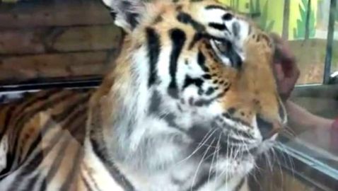 Ένας τυπάς κορόιδευε μια τίγρη με αποτέλεσμα αυτή να του ορμήξει!