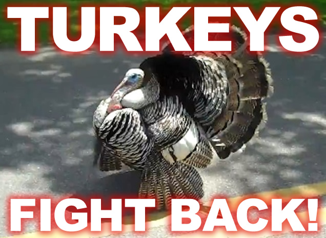 Wrong turkey to mess with…