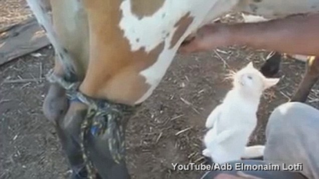 Γατάκι πίνει γάλα… κατευθείαν από την αγελάδα! (video)