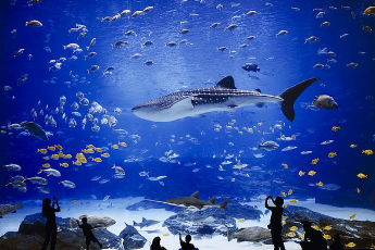 Το μεγαλύτερο ενυδρείο στον κόσμο βρίσκεται στις ΗΠΑ και περιέχει 120.000 ψάρια!