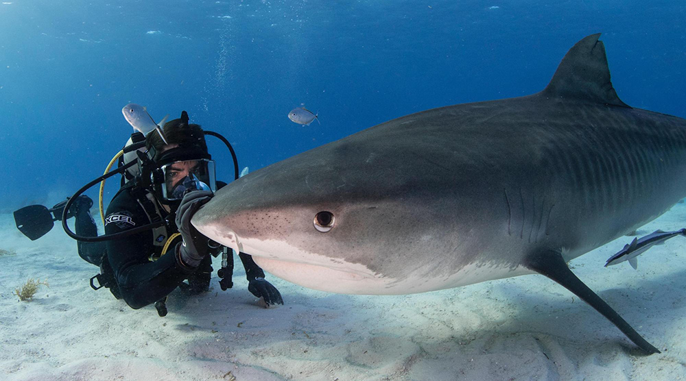 Ντοκιμαντέρ για καρχαρίες από τον Eli Roth στο «FIN»