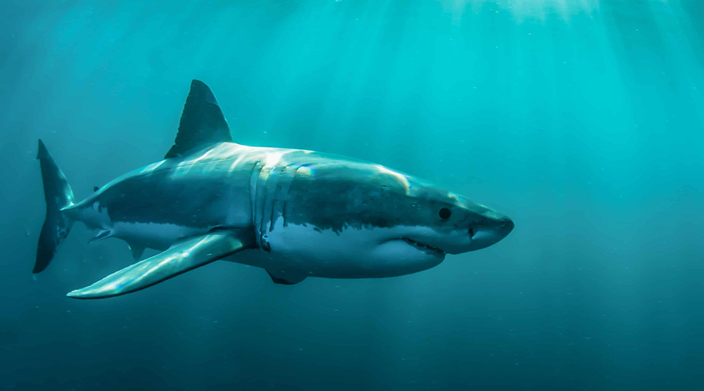 Τρόμος με καρχαρίες στο «Great White»